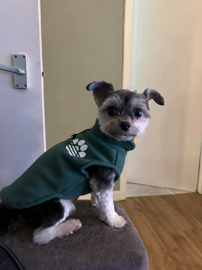 Looking stylish after a fresh grooming session. Small dog wearing a green sweater after grooming at Barney's Groom Room.