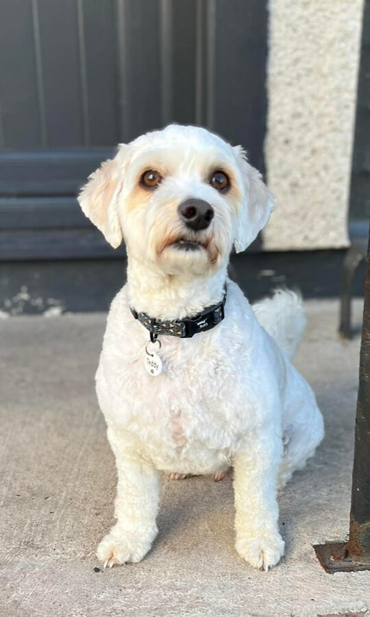 Showing off a perfect groom on a sunny day.Untitled White dog with a black collar after grooming, sitting outside.