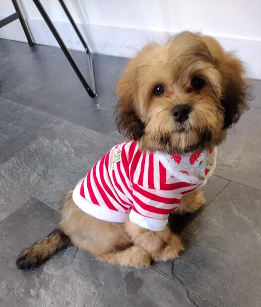 Dressed to impress after a pampering. Small dog wearing a red and white striped shirt, smiling post-groom.