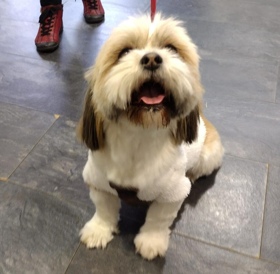 Feeling fresh and fabulous with a brand-new look. Happy dog sitting on the floor with a fresh haircut and white fur.