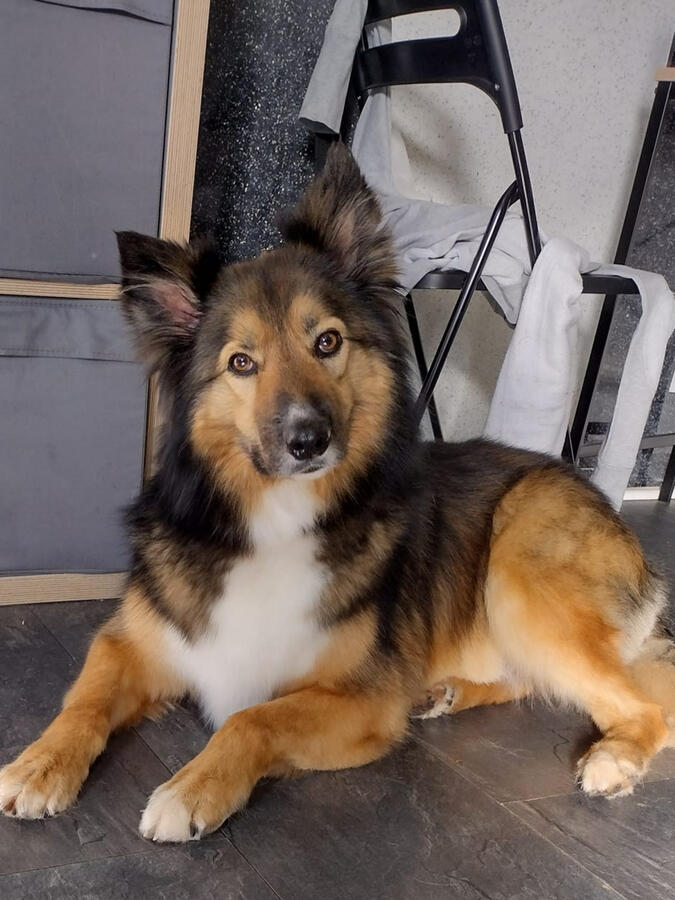 Relaxing after a gentle grooming session. Beautiful brown and black dog relaxing after grooming.