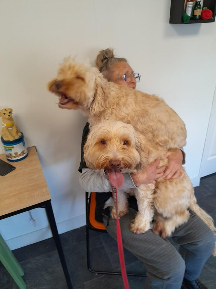 Two fluffy dogs, one sitting on the owner's lap after a grooming session at Barney's Groom Room.