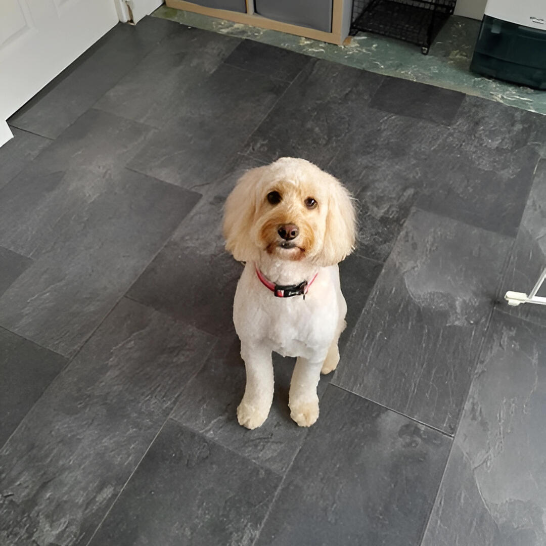 Freshly groomed white dog with a red collar at Barney's Groom Room.