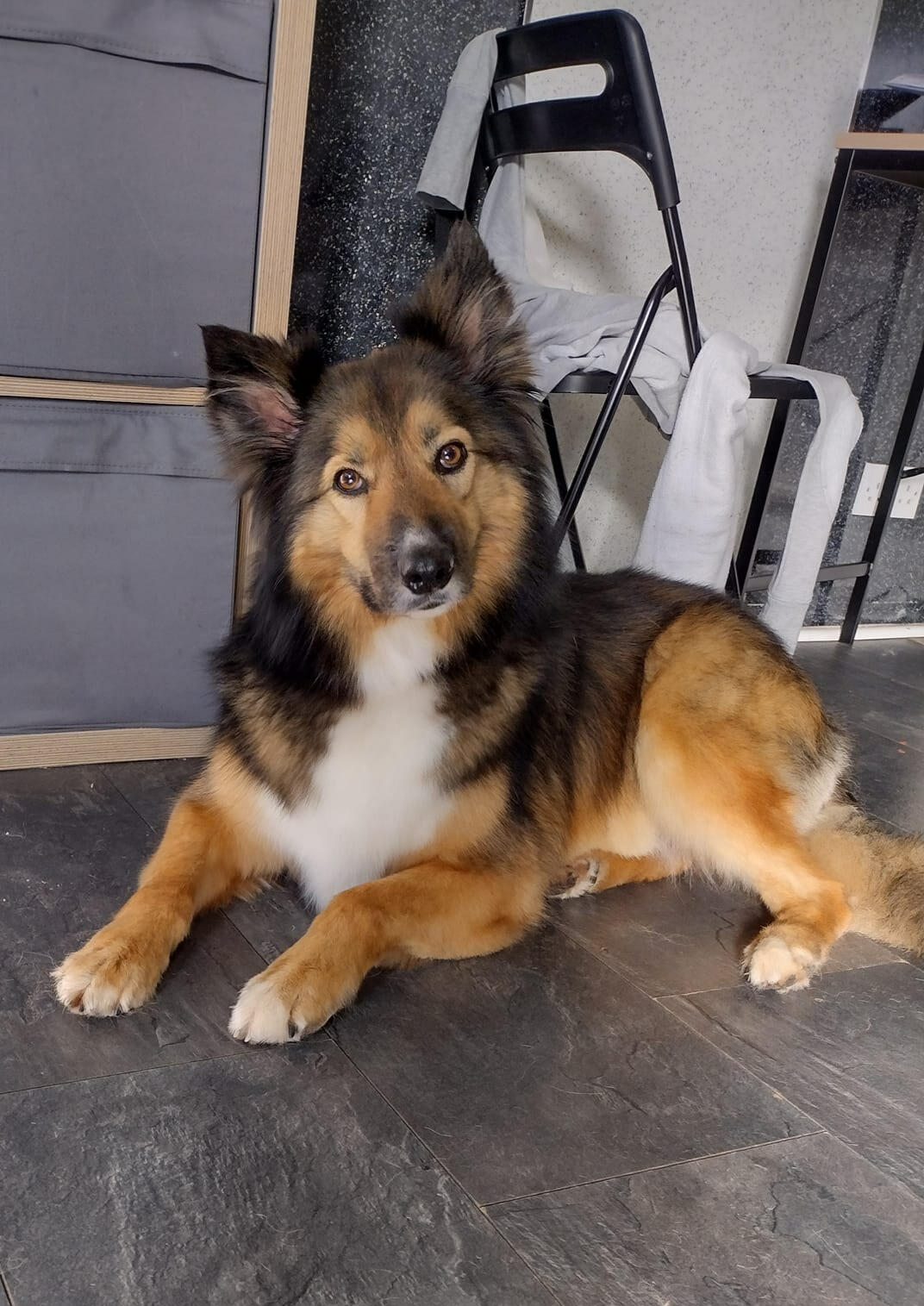 Brown and black dog relaxing after grooming at Barney's Groom Room.